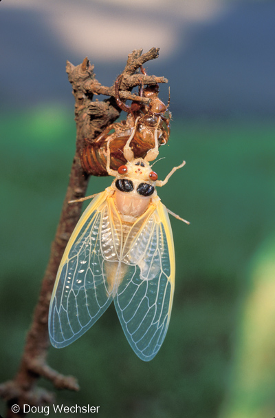 periodical cicada Magicicada